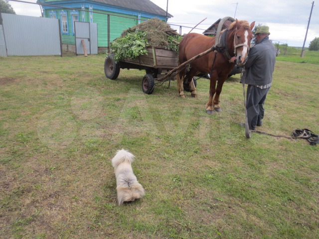 Дом 50 м² на участке 40 сот.