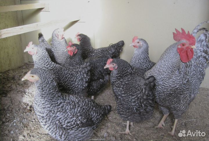 Куры молодки