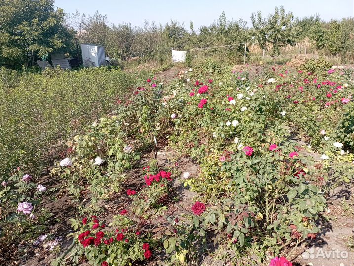 Саженцы роз