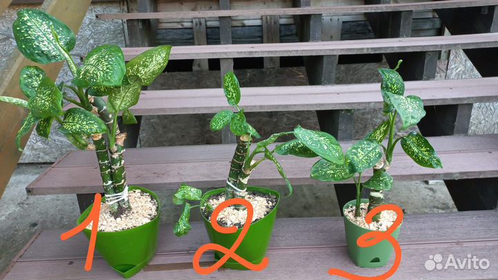 Диффенбахия