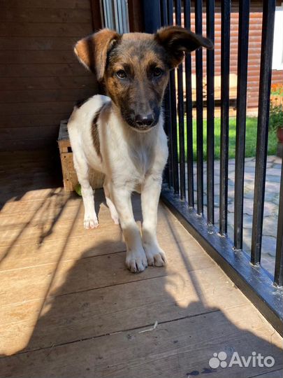 Щенок местис курцхаара бесплатно в добрые руки