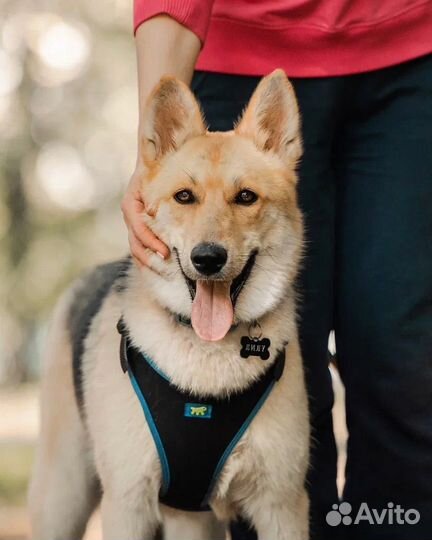 Молодая собачка Лилу в поисках дома