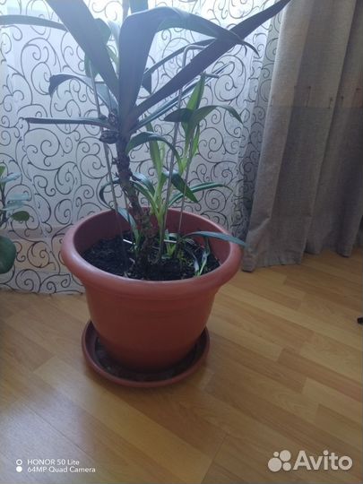 Драцена