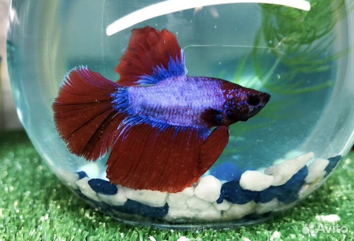 Рыбки петушка и корм для рыб (заморозка блистеры)