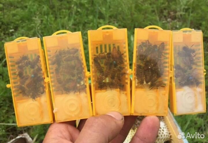 Плодные пчеломатки Карника 2024