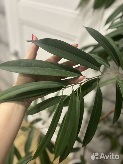 Фикус Али Биннендийка