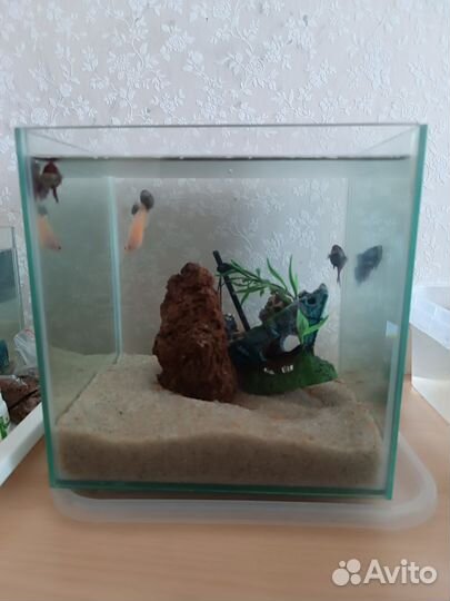 Аквариум с рыбками
