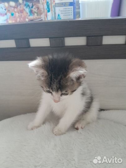 Котенок в добрые руки