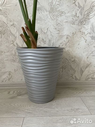 Стрелиция Николая