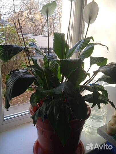 Спатифиллум