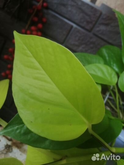 Epipremnum Neon