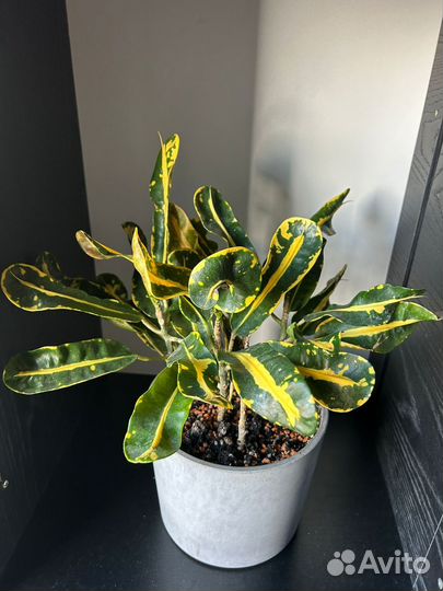 Кротон мамми