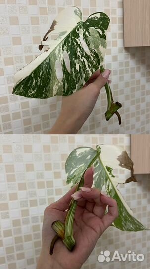 Монстера альба