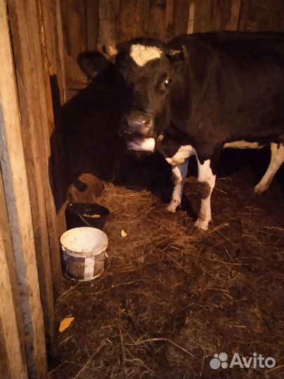 Корова дойная