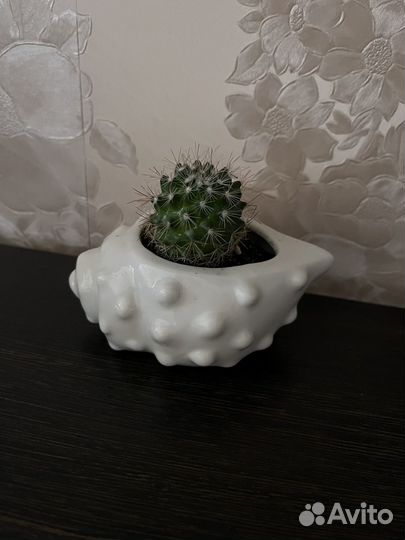 Кактус в красивом кашпо керамика