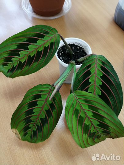 Маранта триколор и спатифиллум Домино