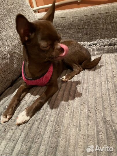 Чихуахуа девочка