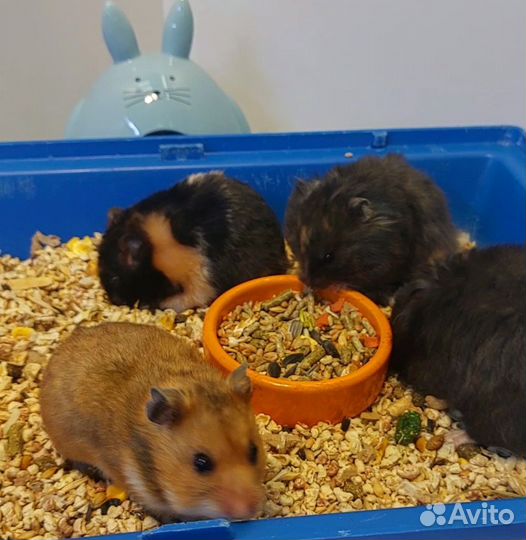 Сирийский и Ангорский хомячки