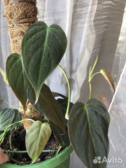 Филодендроны, аглаонема