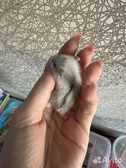 Джунгарский хомяк