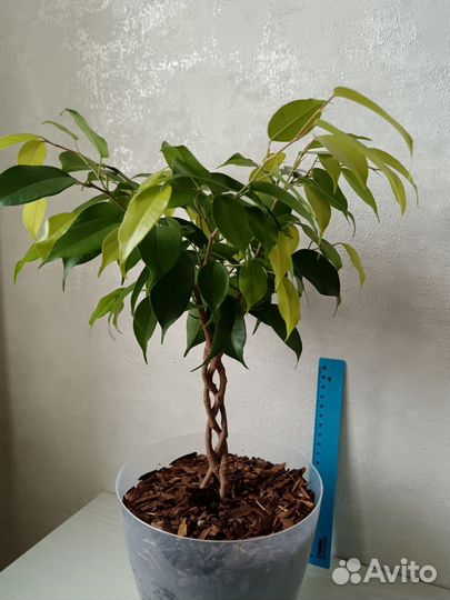 Фикус заплетенный