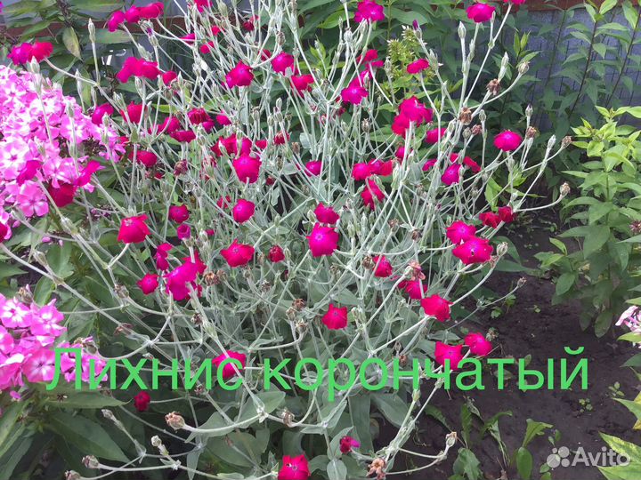 Многолетние цветы