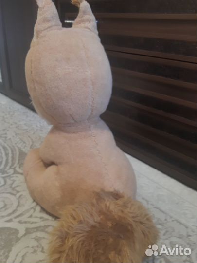 Белка домашняя