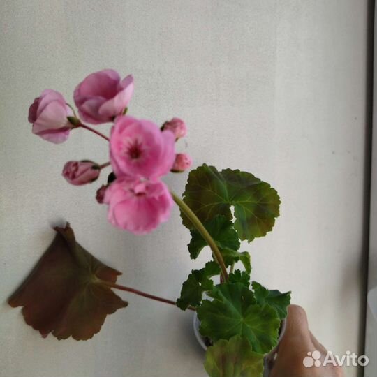 Пеларгония герань сортовая