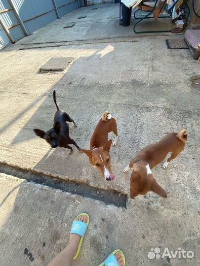 Передержка животных Район Сельхоз Института/юмр