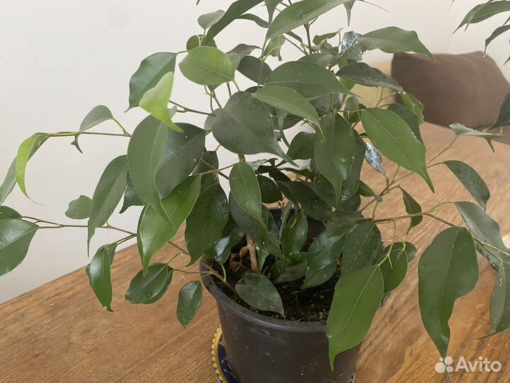 Фикус бенджамина