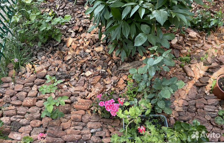 Кора сосны и лиственницы