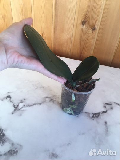 Петти Романс фаленопсис