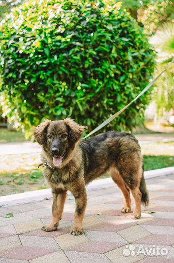 Собака в добрые руки