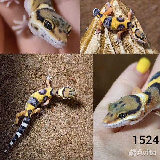 Эублефары 2024 года