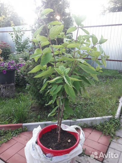 Гортензия метельчатая