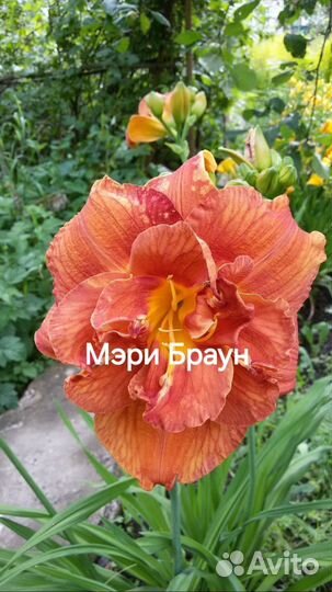 Лилейники разные по высоте и окраске