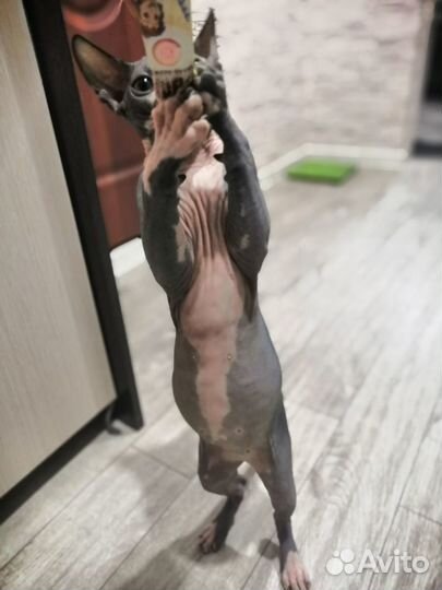 Канадский сфинкс вязка