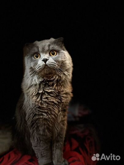 Кот на вязку