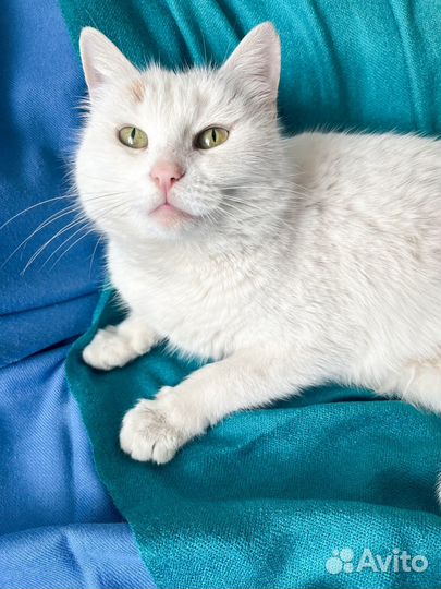 Трехцветная кошка стерилизована