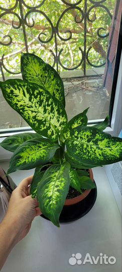 Диффенбахия компакта