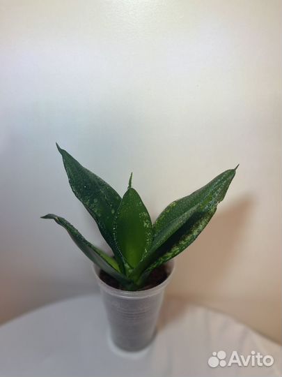 Сансевиерия ханни денис