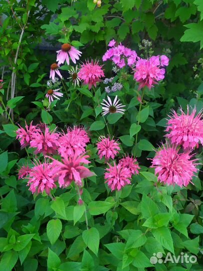 Пряные травы (майоран, мелисса, мята, монарда)