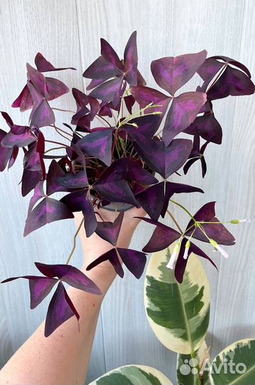 Оксалис Кислица Бабочки Офисные растения Цветы