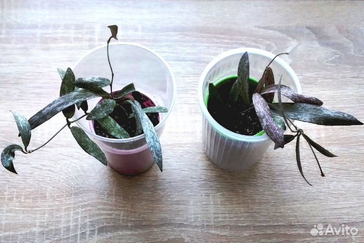 Комнатные растения. Хойя сигиллатис