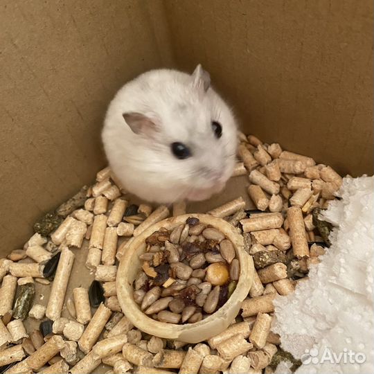 Джунгарский хомяк маленький