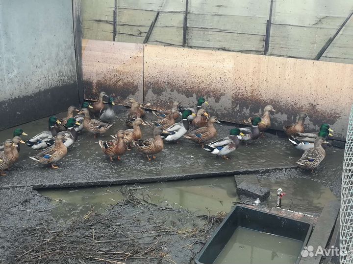 Подсадные утки