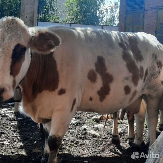 Телки на мясо