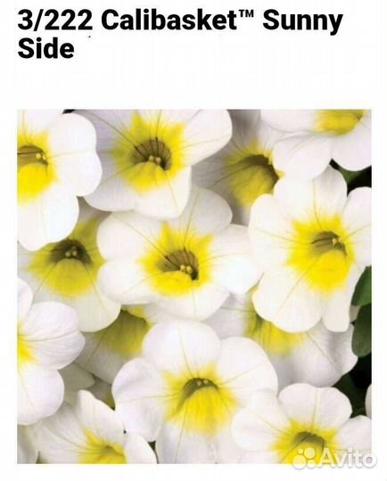 Черенки калибрахоа