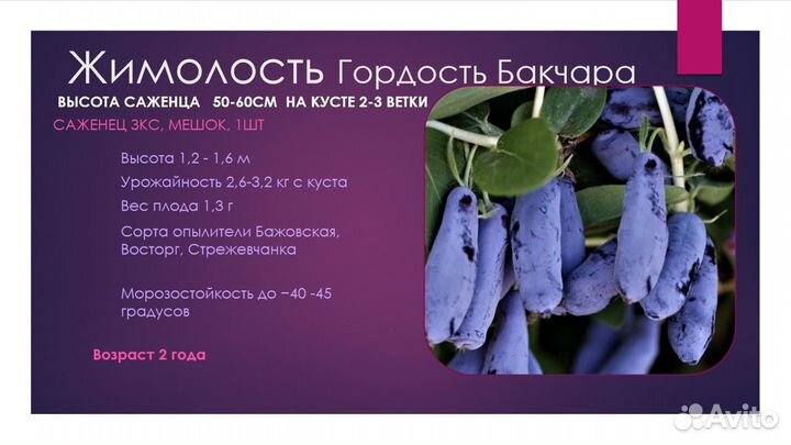 Саженца Жимолость в ассортименте зкс