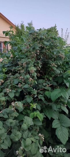 Саженцы малины Гусар